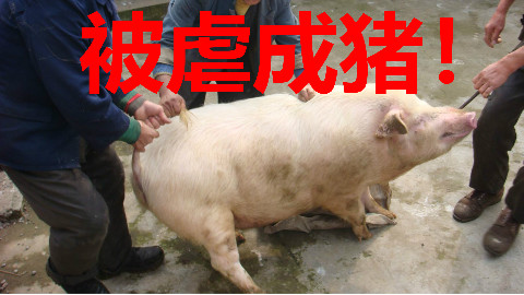 【吉士堡】《血染小镇》在减压游戏里被虐成猪